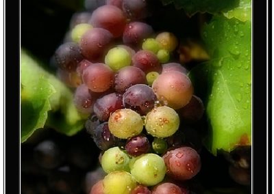 Grapes Label example